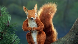 Wood You Believe It?