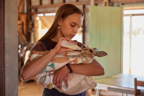 Read more about Kangaroo